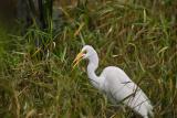 White Egret2