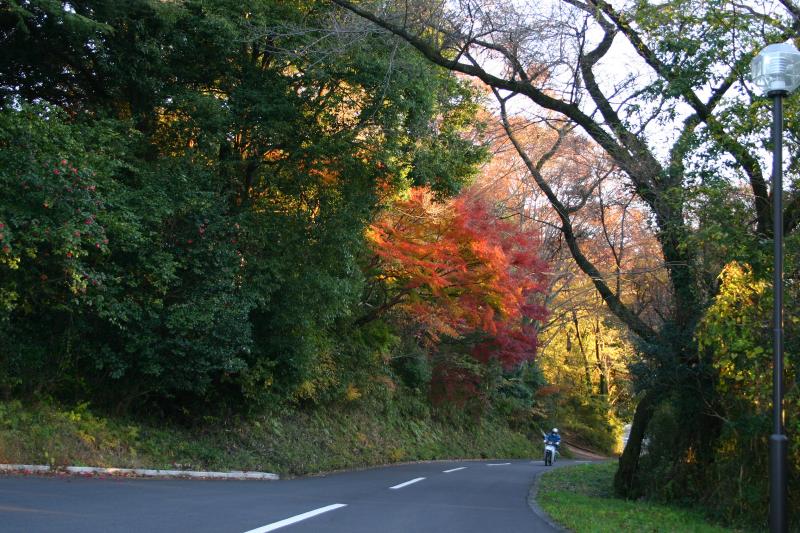 Fall leaves