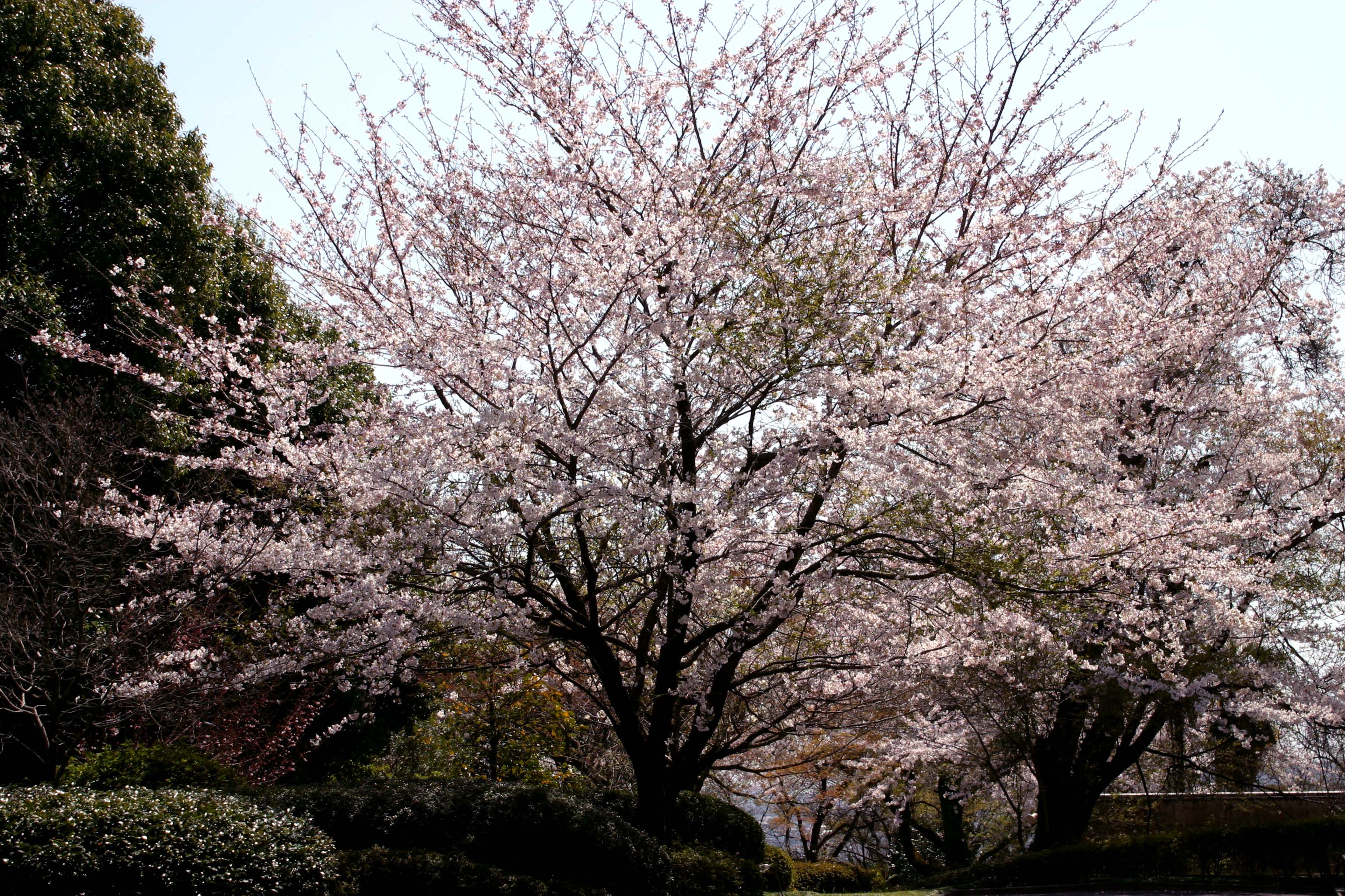 SAKURA