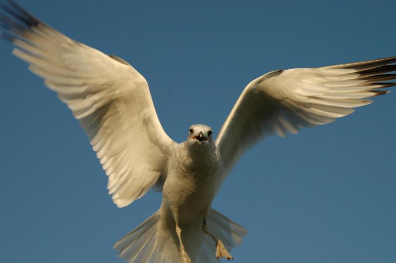 seagull03.jpg