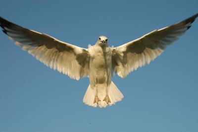 seagull10.jpg