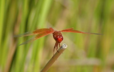 Dragonfly