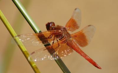 Dragonfly 2004