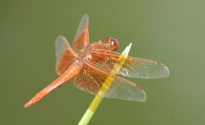 Dragonfly02