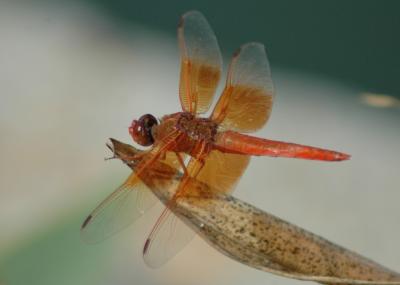Dragonfly05
