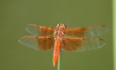 Dragonfly08