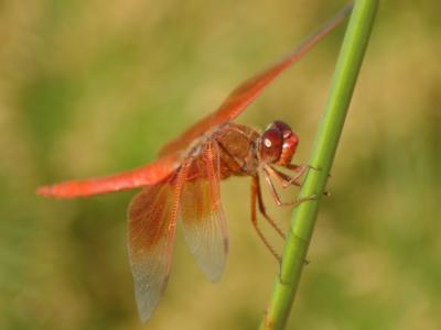 Dragonfly09