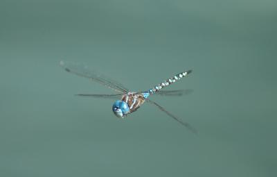 Dragonfly10