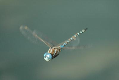 Dragonfly11