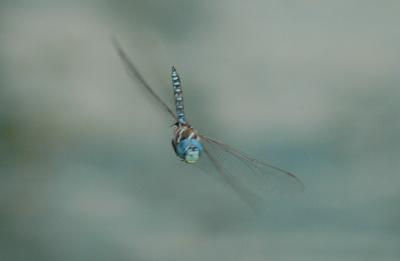 Dragonfly12