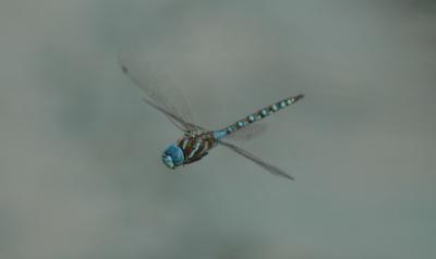 Dragonfly13