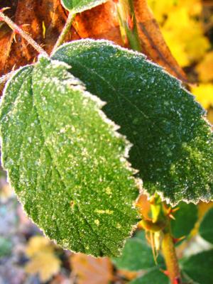 Frosty leaves.jpg