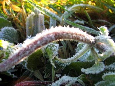 Frozen stem.jpg