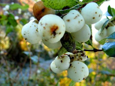 White berries.jpg