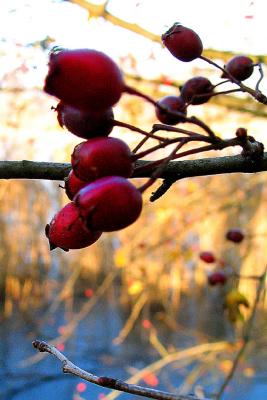 Red berries.jpg