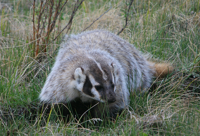 Digging Badger