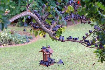 Java sparrows in the neighbor's yard