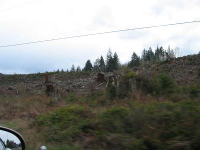 Denuded landscape from logging