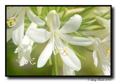 Dreamy-agapanthus.jpg