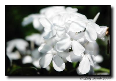 Plumbago.jpg