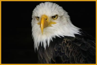 hellenthal-adler.jpg