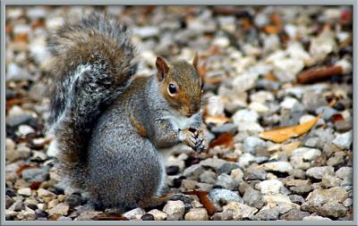 Squirrel on the rocks