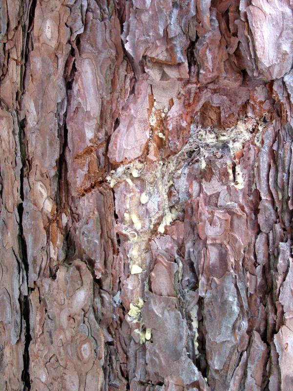 Bear scratch in tree with fur