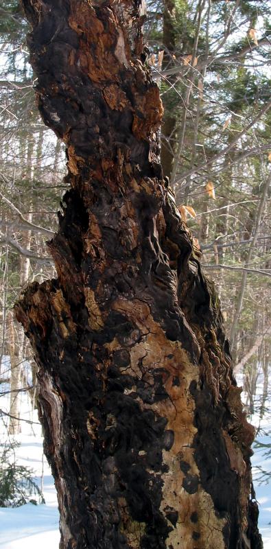 Decaying Tree Grain