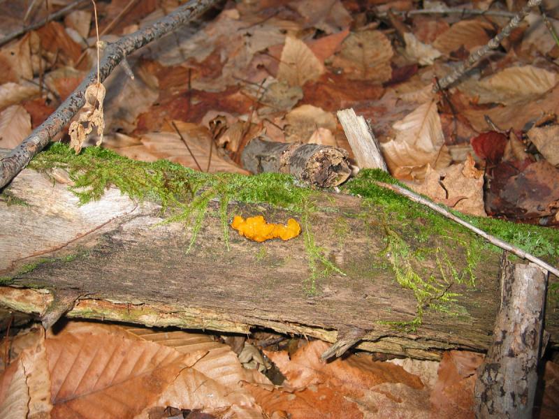 Yellow mold on wood