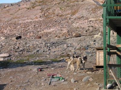 huskies playing in the village