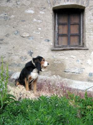 u48/vantis/medium/37098349.svdog.i1518.jpg