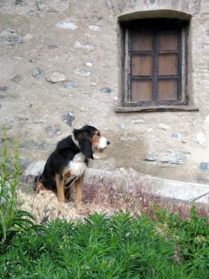 Guard dog in St Veran