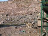 huskies playing in the village