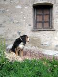 Guard dog in St Veran