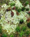  lichen