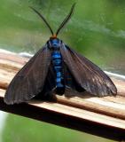Ctenucha Blue Moth