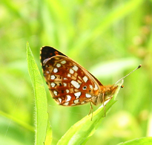 Bog Fritillary