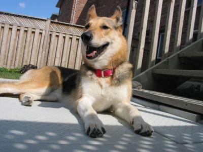 Canadian Doggy Shirby