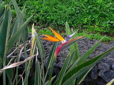 Bird of Paradise