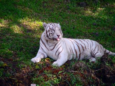Namaste'- Hilo Zoo #2