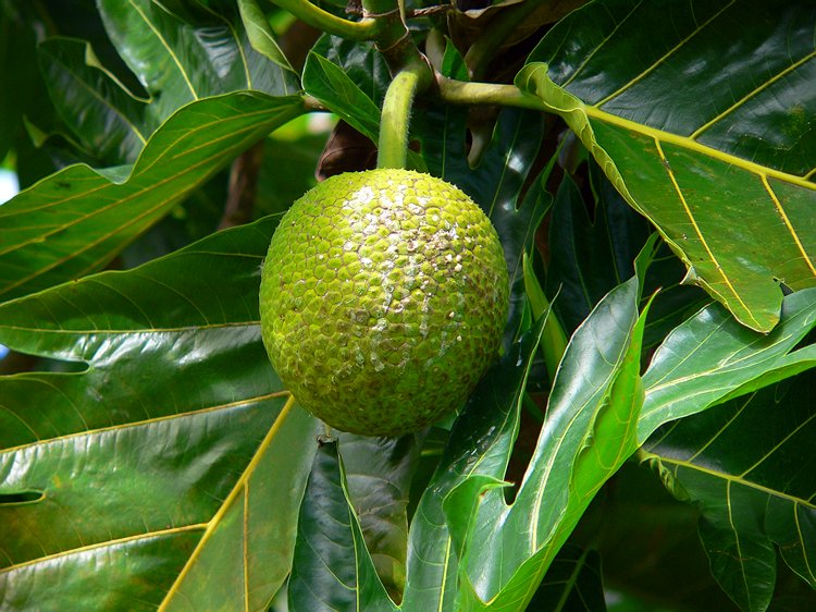 Bread Fruit