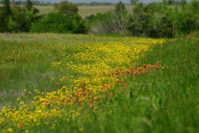 A Sea of Yellow along Hwy 50