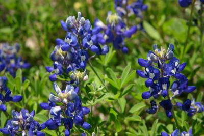 Texas Bluebonnets closeup