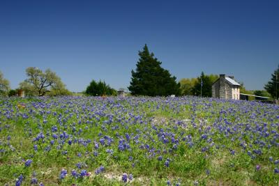 Bluebonnet meadows inside Independence town limits