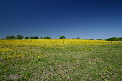 Sea of Yellow along Scenic Texas Hwy 390