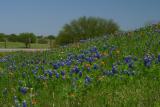 Flower Meadows near Chappell Hill, Texas