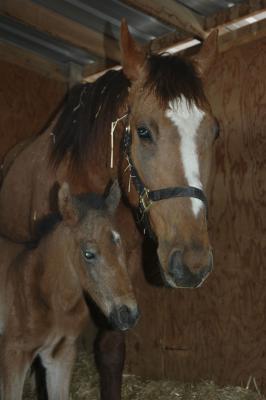 Filly and Mom smallfile.jpg