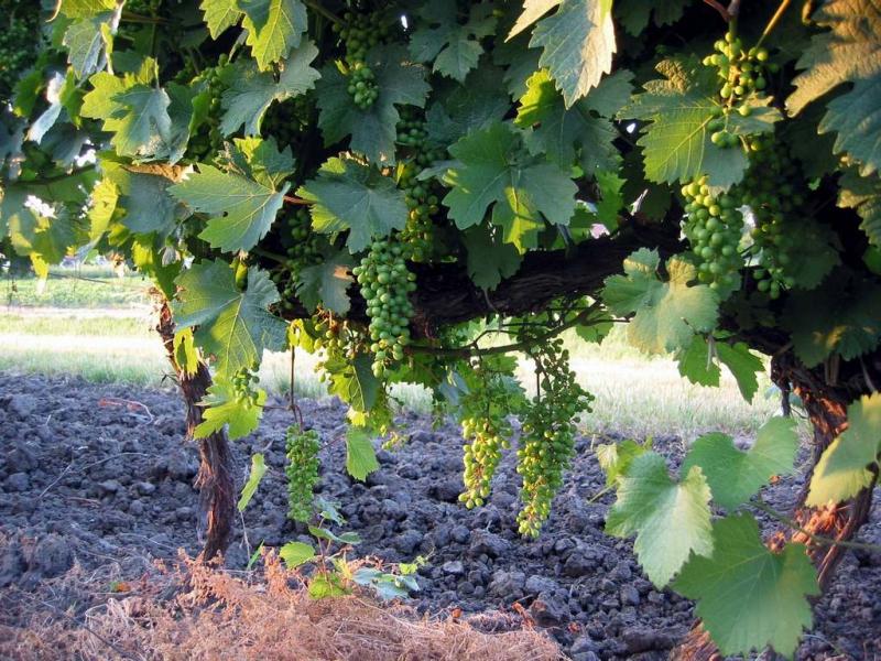 Grape Vine 30.06.2004.