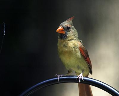 Park Cardinal s.jpg