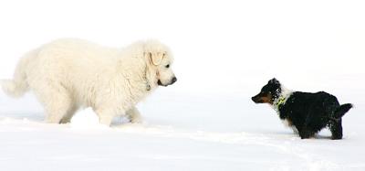 David und Goliath